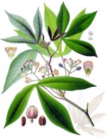 Botanische tekening cassaveplant / Bron: Franz Eugen Khler, Khlers Medizinal-Pflanzen, Wikimedia Commons (Publiek domein)
