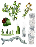 Botanische tekening IJslands mos / Bron: Franz Eugen Khler, Khler's Medizinal-Pflanzen, Wikimedia Commons (Publiek domein)