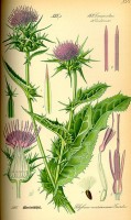Botanische tekening mariadistel / Bron: Publiek domein, Wikimedia Commons (PD)