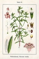 Botanische tekening eenjarig bonenkruid / Bron: Johann Georg Sturm (Painter: Jacob Sturm), Wikimedia Commons (Publiek domein)