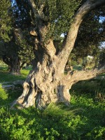 Eeuwenoude olijfboom / Bron: Tbc, Wikimedia Commons (Publiek domein)