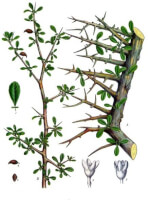 Botanische tekening mirre / Bron: Franz Eugen Khler, Khler's Medizinal-Pflanzen, Wikimedia Commons (Publiek domein)
