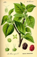 Botanische tekening moerbei / Bron: Publiek domein, Wikimedia Commons (PD)