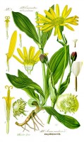Botanische tekening valkruid / Bron: Publiek domein, Wikimedia Commons (PD)