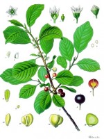 Botanische tekening Sporkehout / Bron: Franz Eugen Khler, Khler's Medizinal Pflanzen, Wikimedia Commons (Publiek domein)