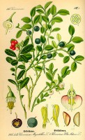 Botanische tekening rode bosbes / Bron: Otto Wilhelm Thom, Wikimedia Commons (Publiek domein)