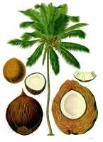Botanische tekening kokosnoot / Bron: Franz Eugen Khler, Khler's Medizinal-Pflanzen, Wikimedia Commons (Publiek domein)