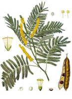Botanische tekening catechu / Bron: Franz Eugen Khler, Khler's Medizinal-Pflanzen, Wikimedia Commons (Publiek domein)