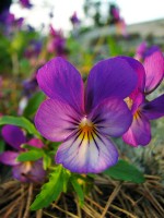 Driekleurig viooltje / Bron: Johan Spaedtke, Wikimedia Commons (Publiek domein)
