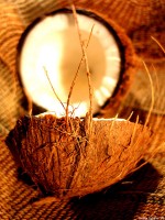Opengemaakte kokosnoot / Bron: Nicolai Schfer, Wikimedia Commons (CC BY-2.5)