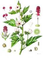 Botanische tekening Heemst / Bron: Franz Eugen Khler, Khler's Medizinal Pflanzen, Wikimedia Commons (Publiek domein)