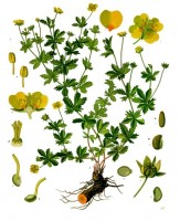 botanische tekening tormentil / Bron: Franz Eugen Khler, Khler's Medizinal Pflanzen, Wikimedia Commons (Publiek domein)
