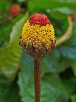De delicieuze bloem van ABC-kruid / Bron: H. Zell, Wikimedia Commons (CC BY-SA-3.0)