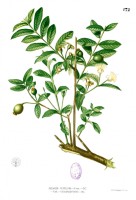 Botanische tekening guave / Bron: Francisco Manuel Blanco (O.S.A.), Wikimedia Commons (Publiek domein)