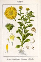 Botanische tekening calendula / Bron: Johann Georg Sturm (Painter: Jacob Sturm), Wikimedia Commons (Publiek domein)