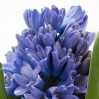 Hyacinten op glas - bloeien zonder aarde