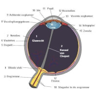Doorsnede van het menselijk oog / Bron: Mikael Hggstrm (bewerking), Wikimedia Commons (Publiek domein)